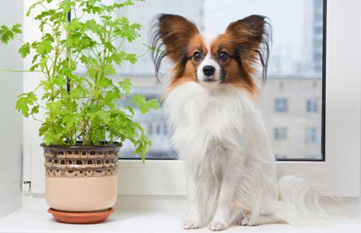 Small dog next to a plant